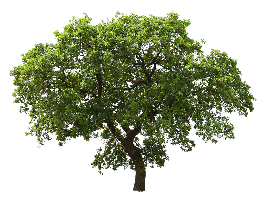 arbol